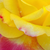Žltá - ružová - Čajohybrid - Horticolor